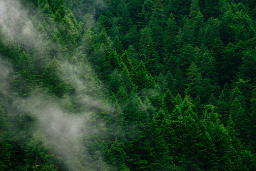 Per Bestellung einen Baum pflanzen: Unser Beitrag zum Klimaschutz